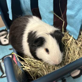 Rescue Guinea Pig Guinea Pigs for Adoption in Andover, Connecticut - Rooster | PetCurious
